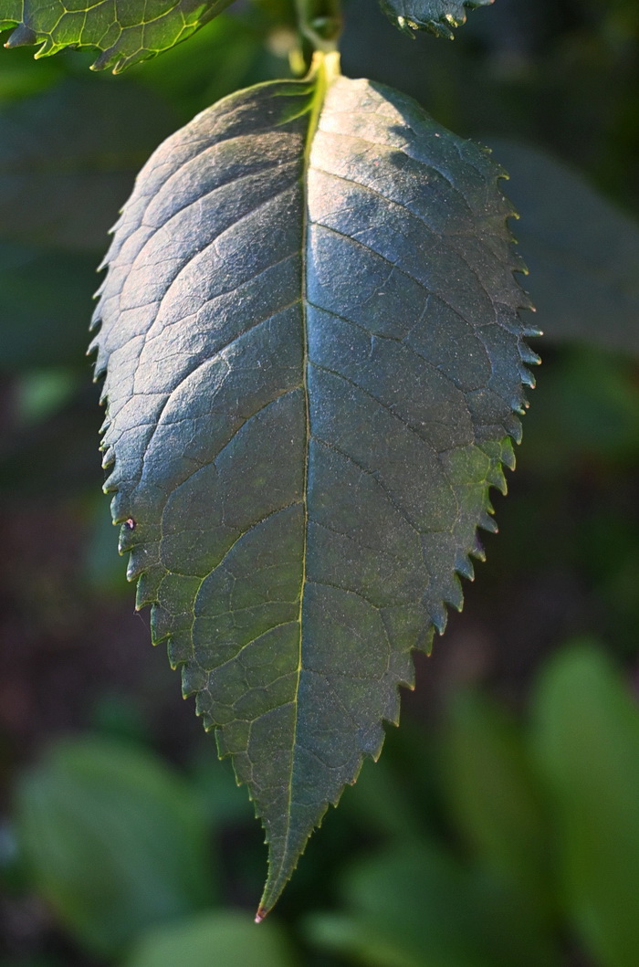 Изображение особи Chelone obliqua.