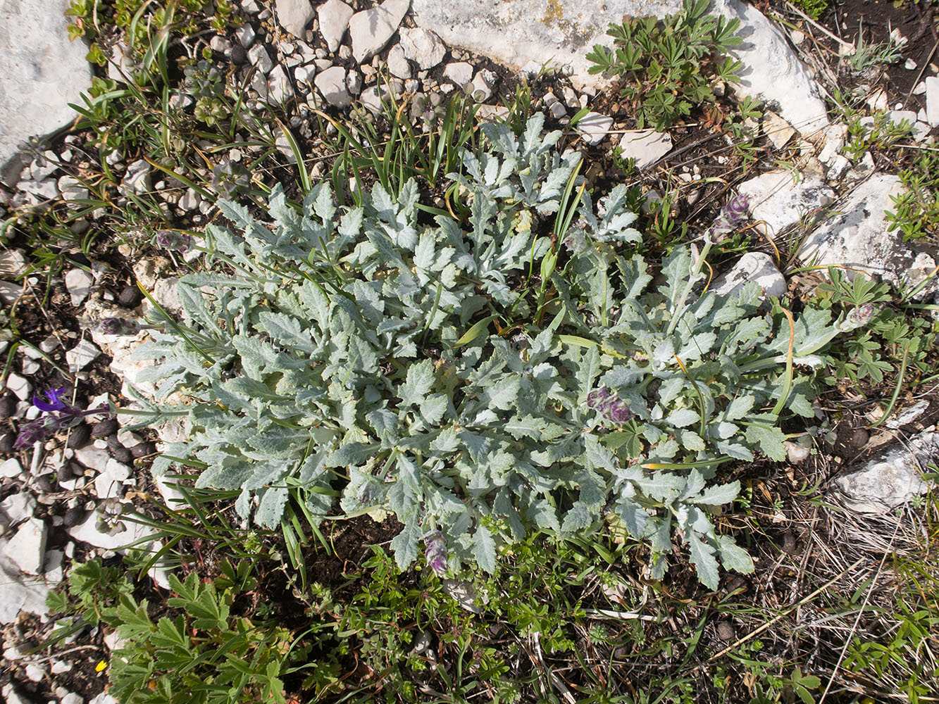 Image of Salvia canescens specimen.