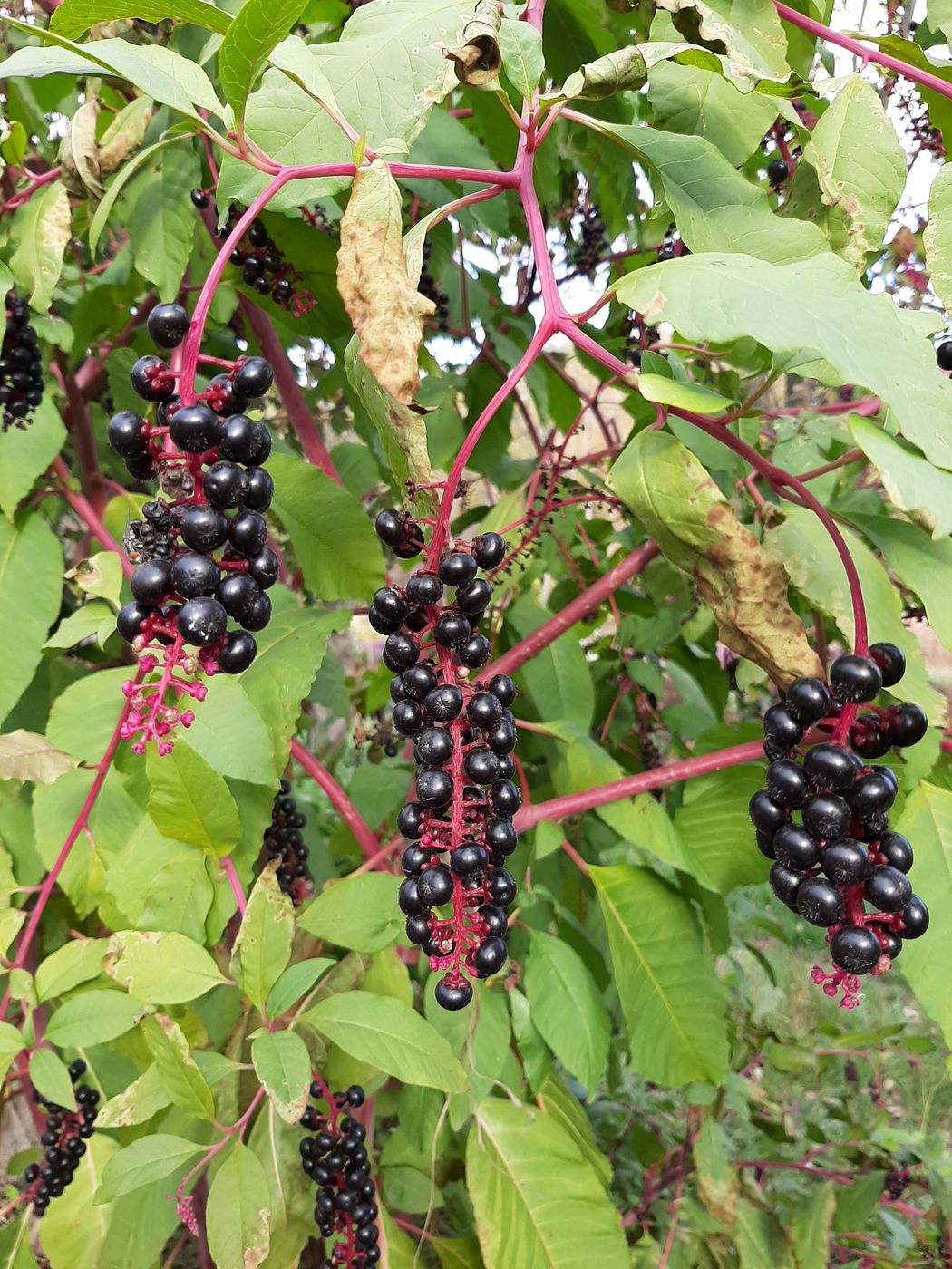 Изображение особи Phytolacca americana.