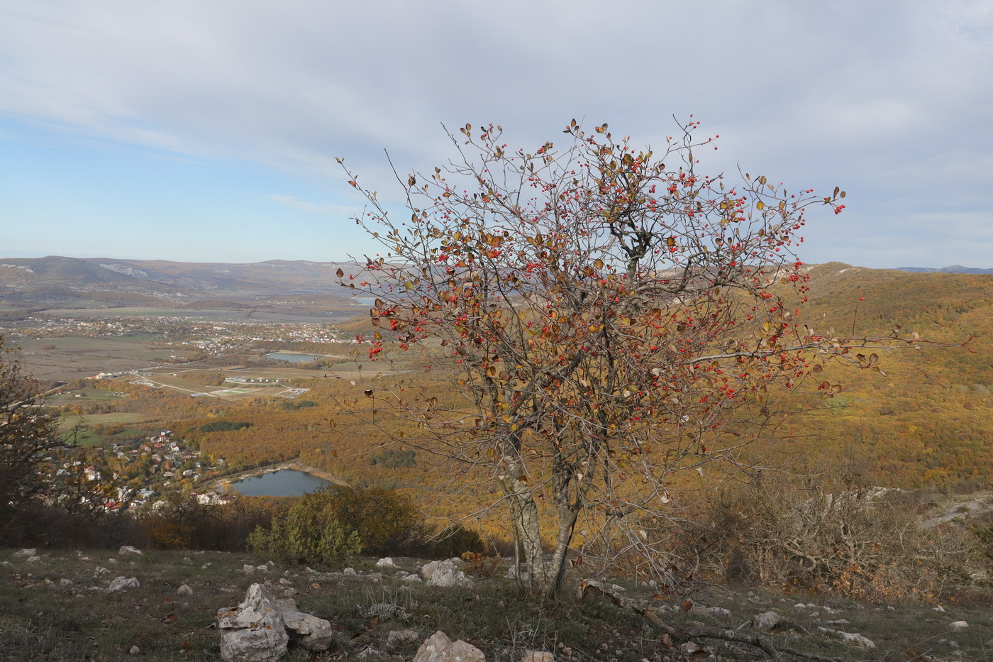 Изображение особи Sorbus taurica.