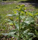 Euphorbia oblongifolia. Верхушка цветущего растения. Абхазия, Гагрский р-н, 1650 м н.у.м., широколиственный лес, каменистая осыпь, обочина грунтовой дороги. 12.06.2025.