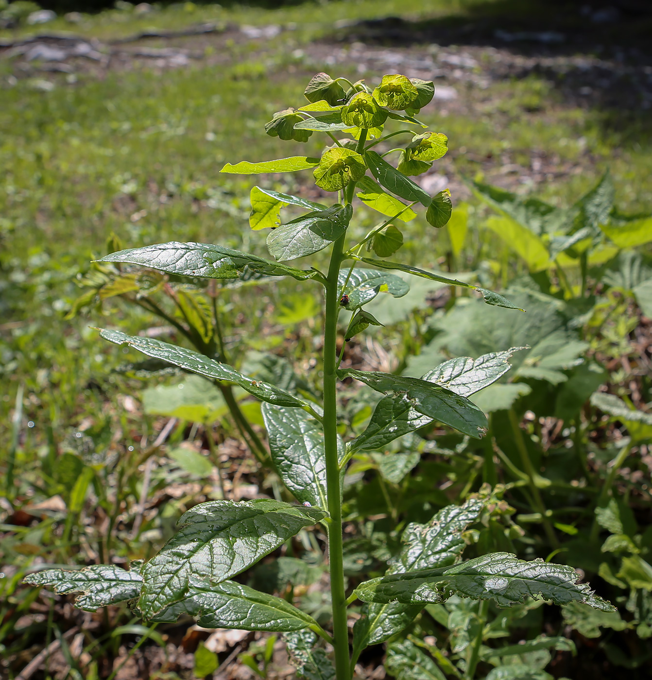 Изображение особи Euphorbia oblongifolia.