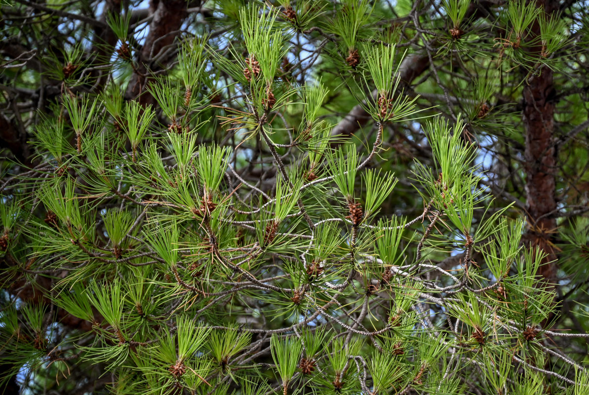Изображение особи Pinus pinea.