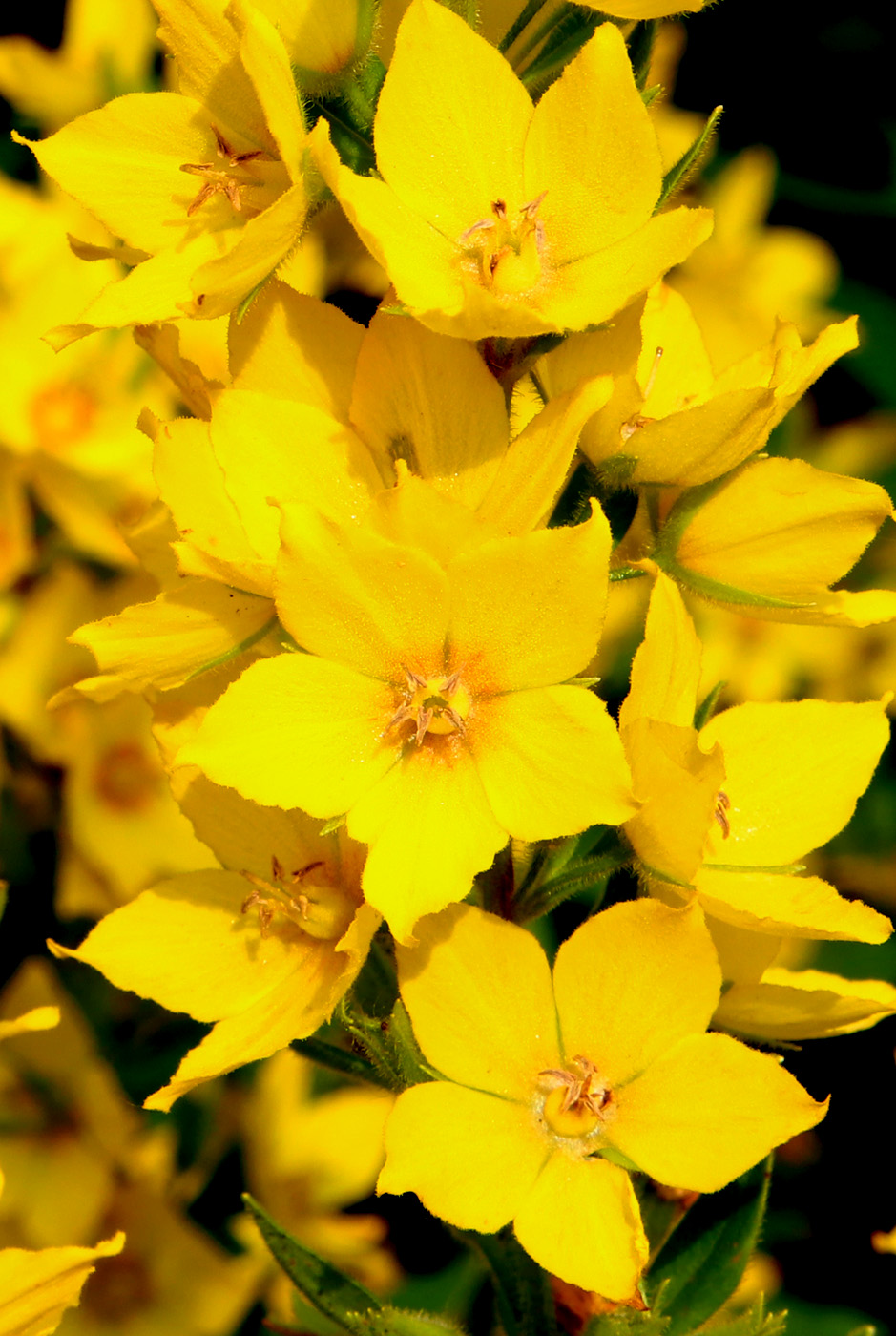 Image of Lysimachia punctata specimen.