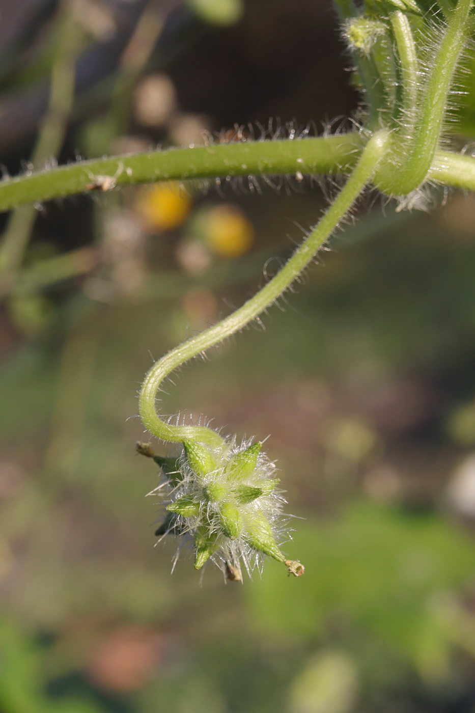 Изображение особи Sicyos angulatus.