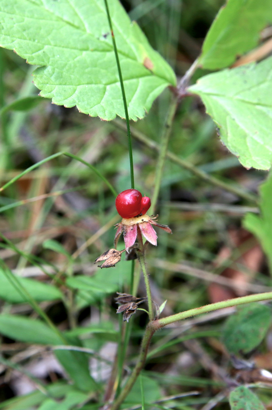 Изображение особи Rubus saxatilis.
