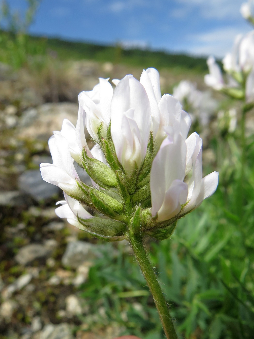 Изображение особи Oxytropis alpina.