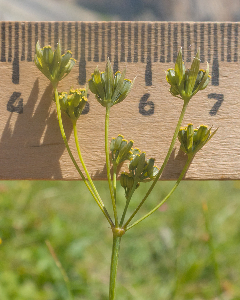 Изображение особи Bupleurum polyphyllum.