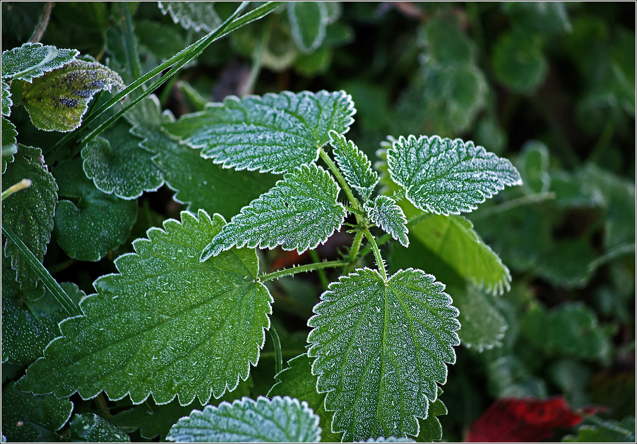 Image of Urtica dioica specimen.