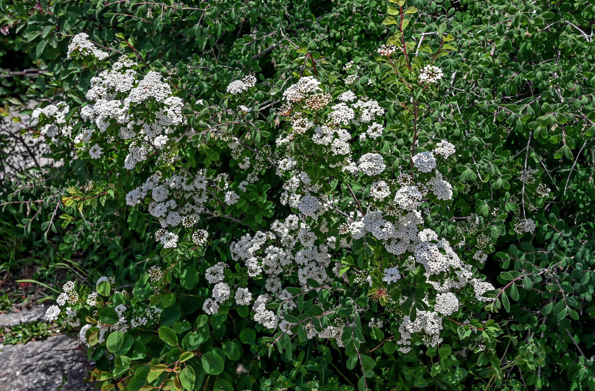 Изображение особи Spiraea blumei.
