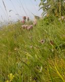 genus Erigeron. Цветущее растение. Карачаево-Черкесия, Малокарачаевский р-н, гора Малый Бермамыт, ≈ 2400 н.у.м., альпийский луг. 01.08.2025.