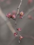 Ulmus minor. Часть ветви с соцветиями. Краснодарский край, г. Новороссийск, Южный р-н. 26.02.2026.