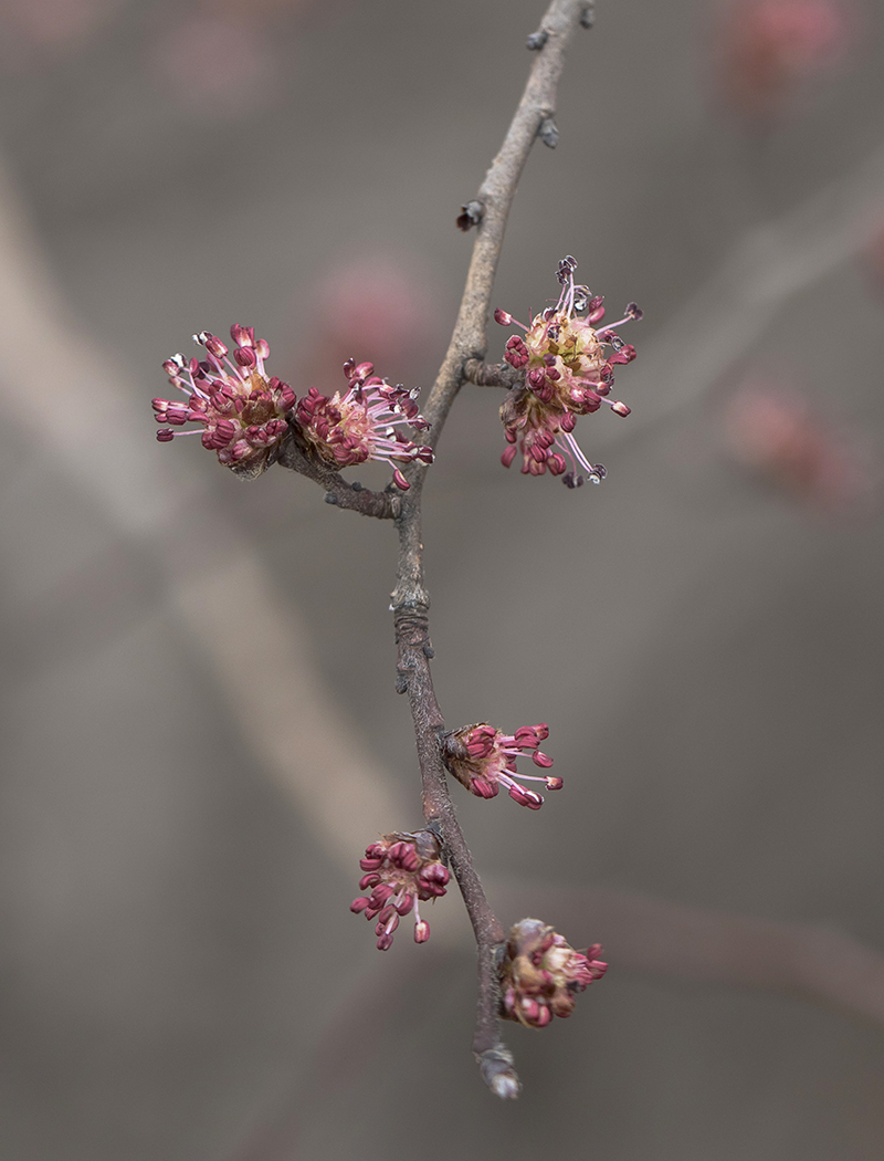 Изображение особи Ulmus minor.