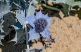Eryngium maritimum. Верхушка побега с соцветием. Португалия, округ Лейрия, пос. Назаре, песчаный пляж. 07.08.2025.