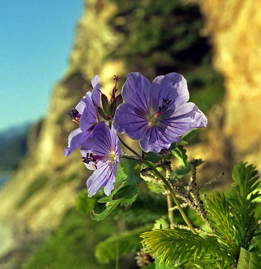 Image of Geranium erianthum specimen.