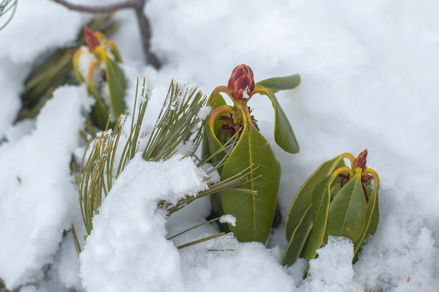 Изображение особи Rhododendron aureum.