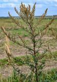 Artemisia vulgaris. Верхушка цветущего растения. Тульская обл., Заокский р-н, окр. с. Дмитриевское, на краю поля. 07.09.2025.