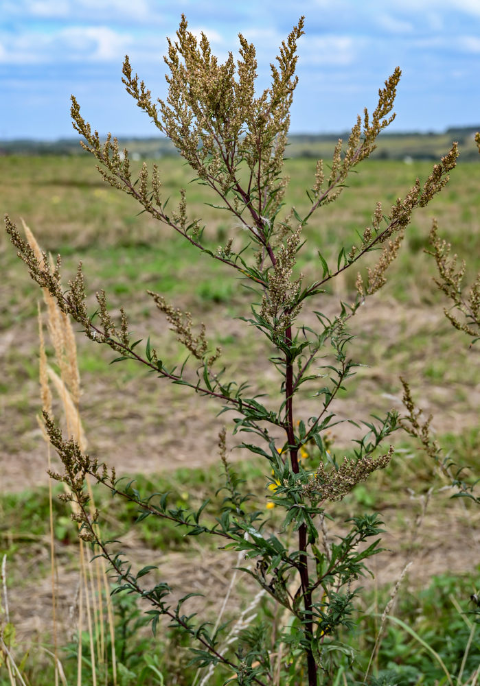Изображение особи Artemisia vulgaris.