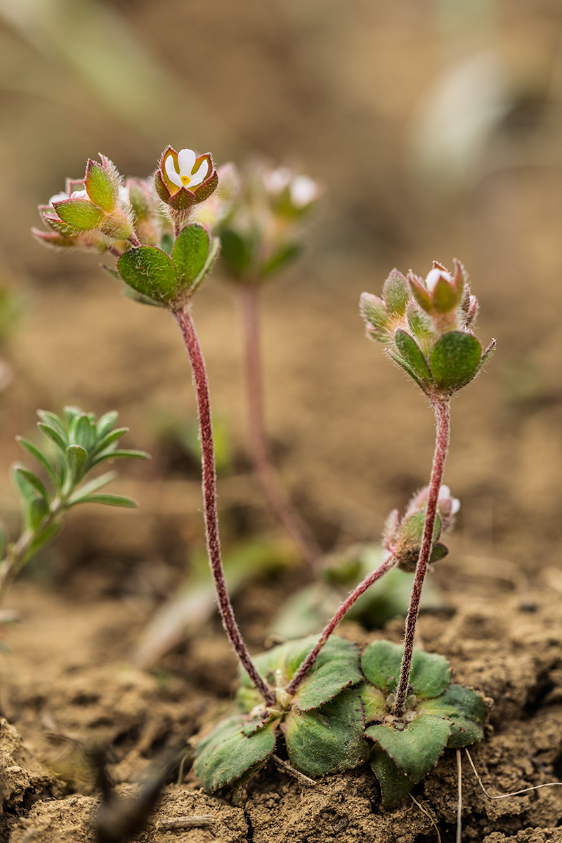 Изображение особи Androsace maxima.