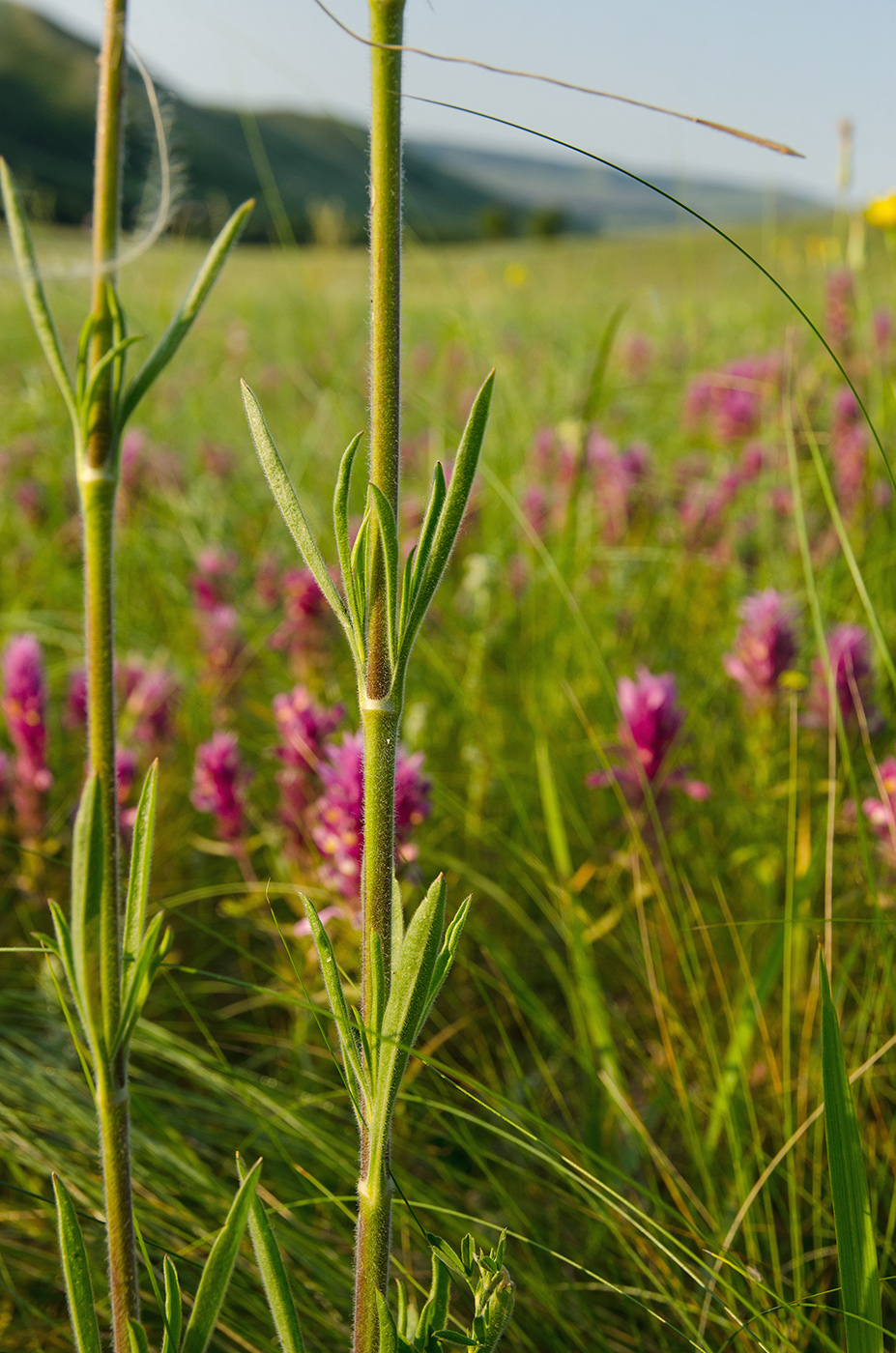 Image of Silene chersonensis specimen.