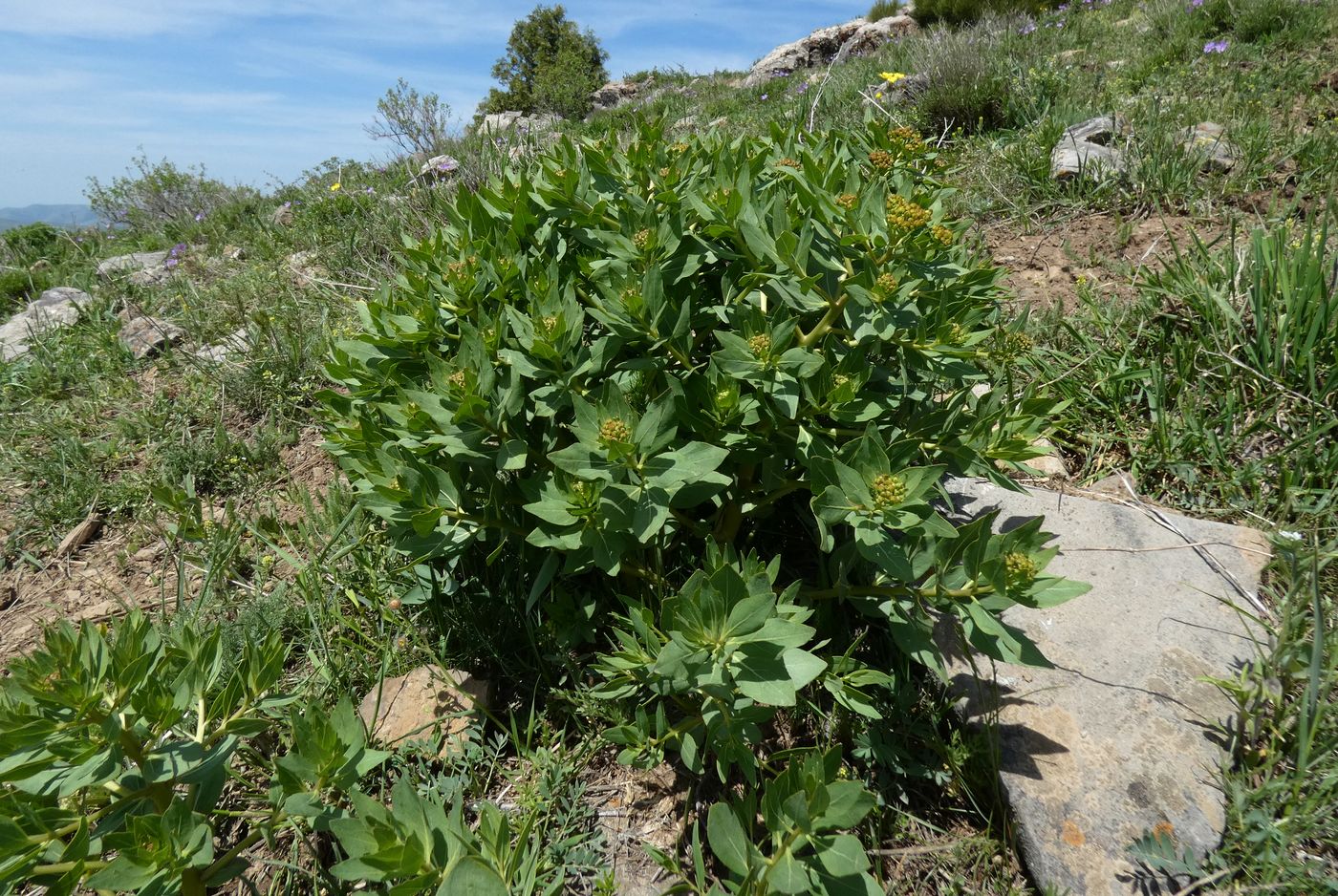 Image of Haplophyllum latifolium specimen.