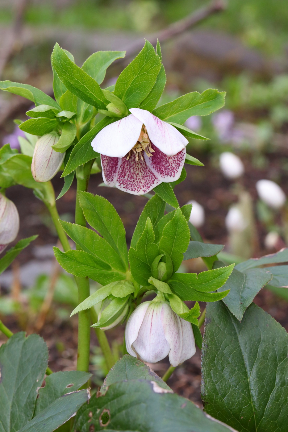 Изображение особи Helleborus caucasicus.