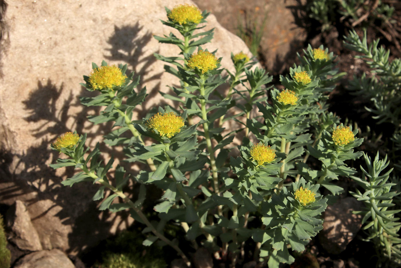 Изображение особи Rhodiola rosea.