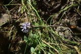 genus Orobanche. Извлечённое из грунта цветущее растение. Грузия, Тбилиси, северный склон г. Сололаки, горная степь. 5 июня 2026 г.