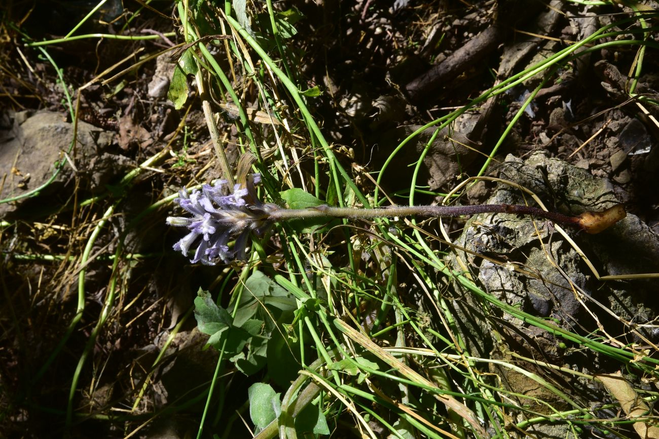 Image of genus Orobanche specimen.