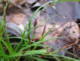 Carex digitata