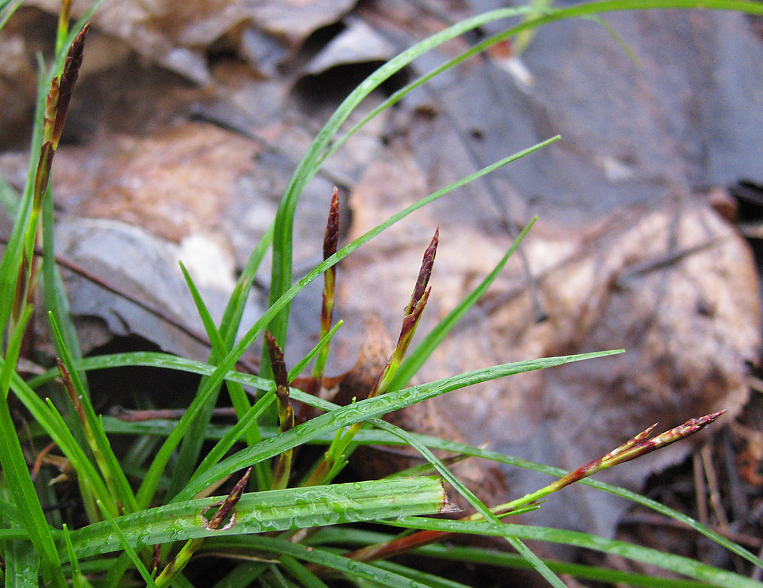 Изображение особи Carex digitata.