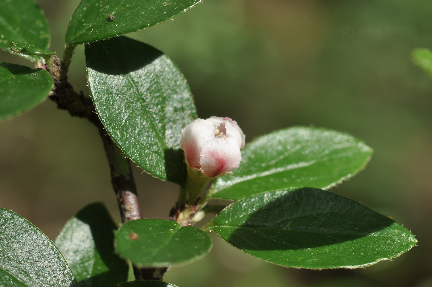 Image of genus Cotoneaster specimen.