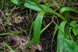 Anacamptis pyramidalis