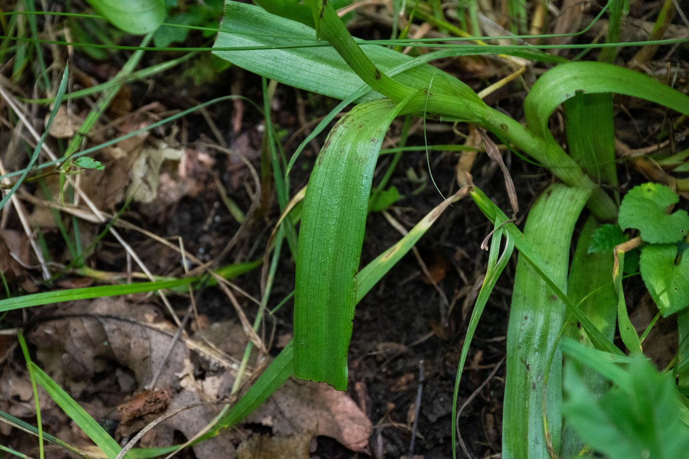 Image of Anacamptis pyramidalis specimen.