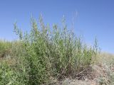 Artemisia dracunculus