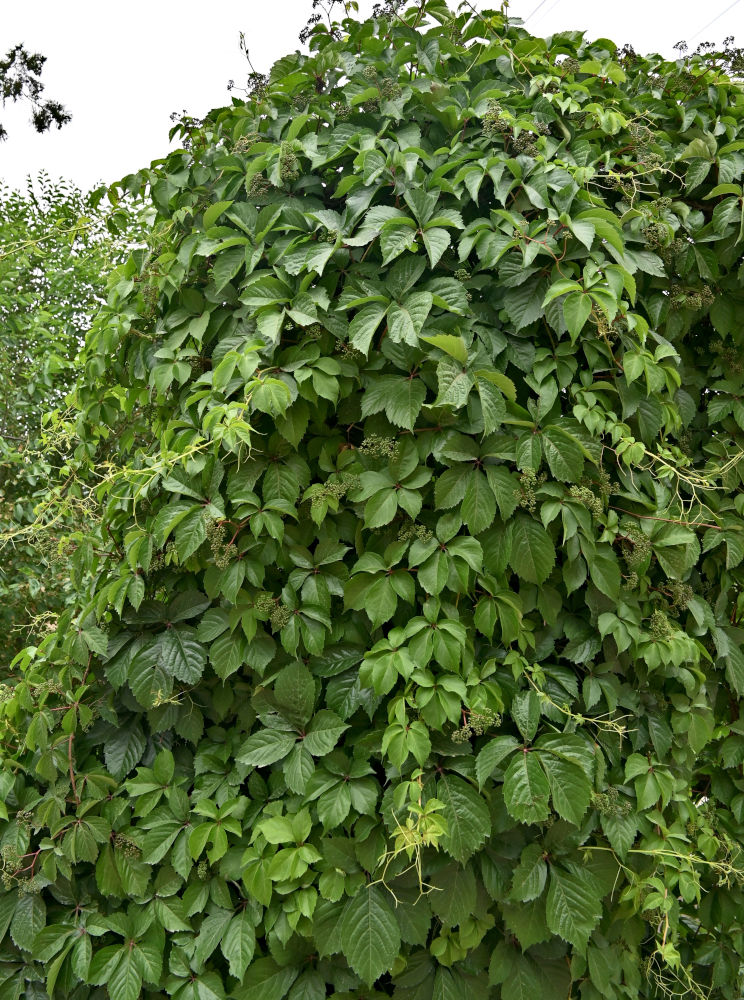 Изображение особи Parthenocissus quinquefolia.