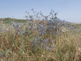 Eryngium caeruleum. Цветущее растение. Дагестан, Каякентский р-н, окр. с. Башлыкент, полынно-злаковая степь. 26.07.2026.