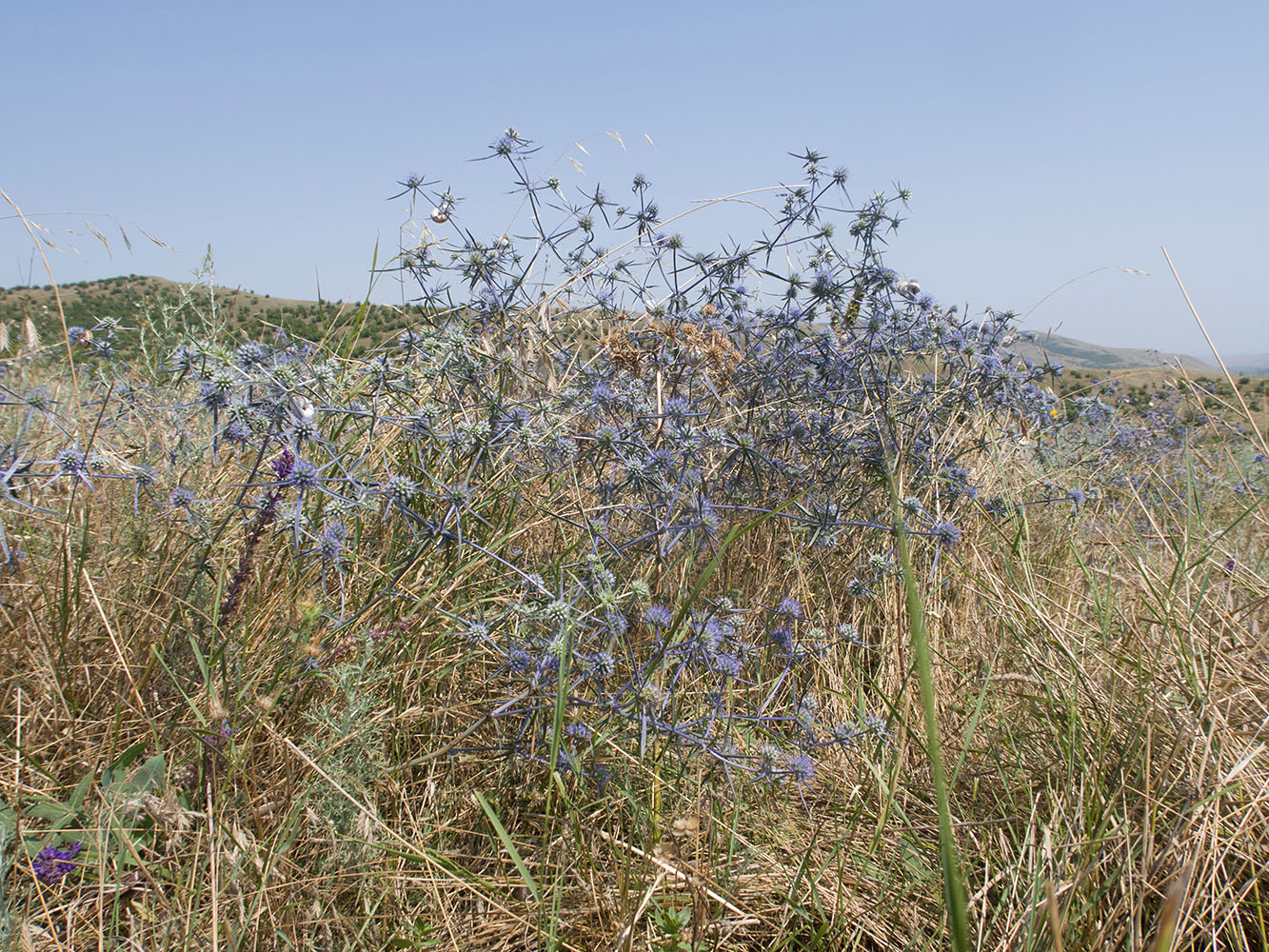 Image of Eryngium caeruleum specimen.