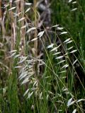 Avena sterilis. Верхушки побегов с отплодоносившими соплодиями. Португалия, о-в Мадейра, гора Пику-ду-Ариейру, ≈ 1800 м н.у.м., каменистый склон. 20.08.2025.