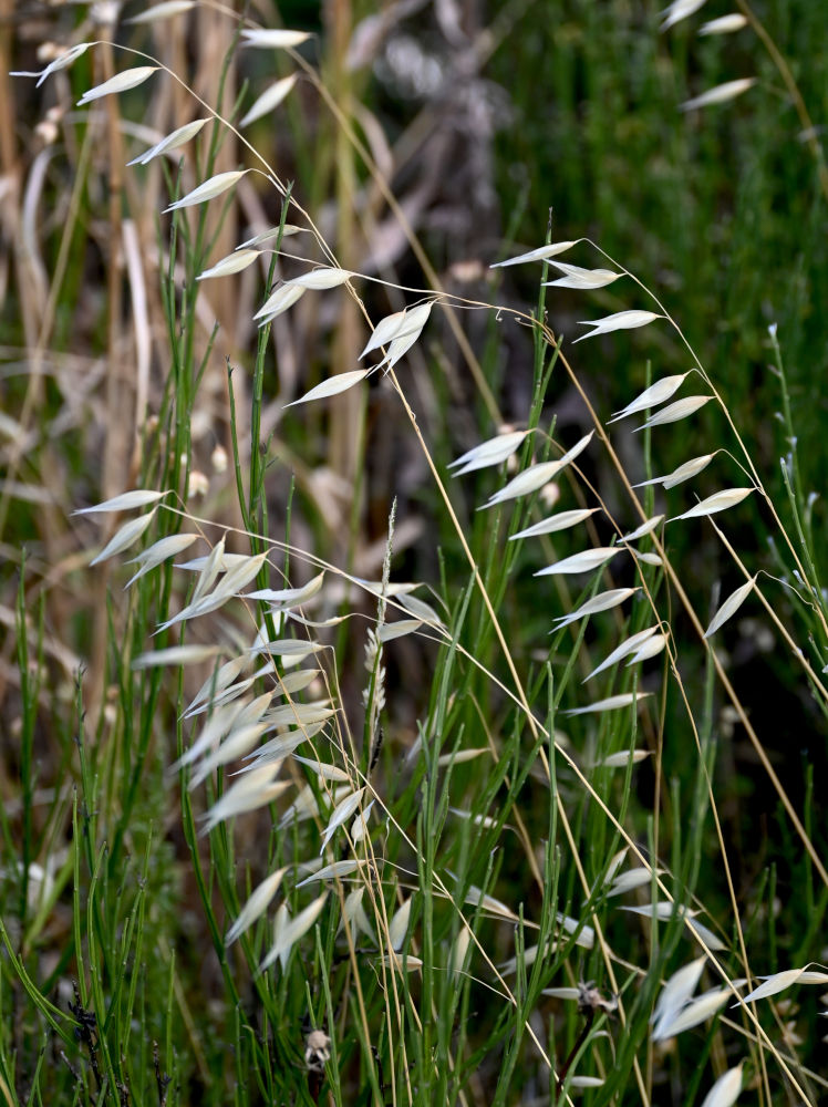 Image of Avena sterilis specimen.
