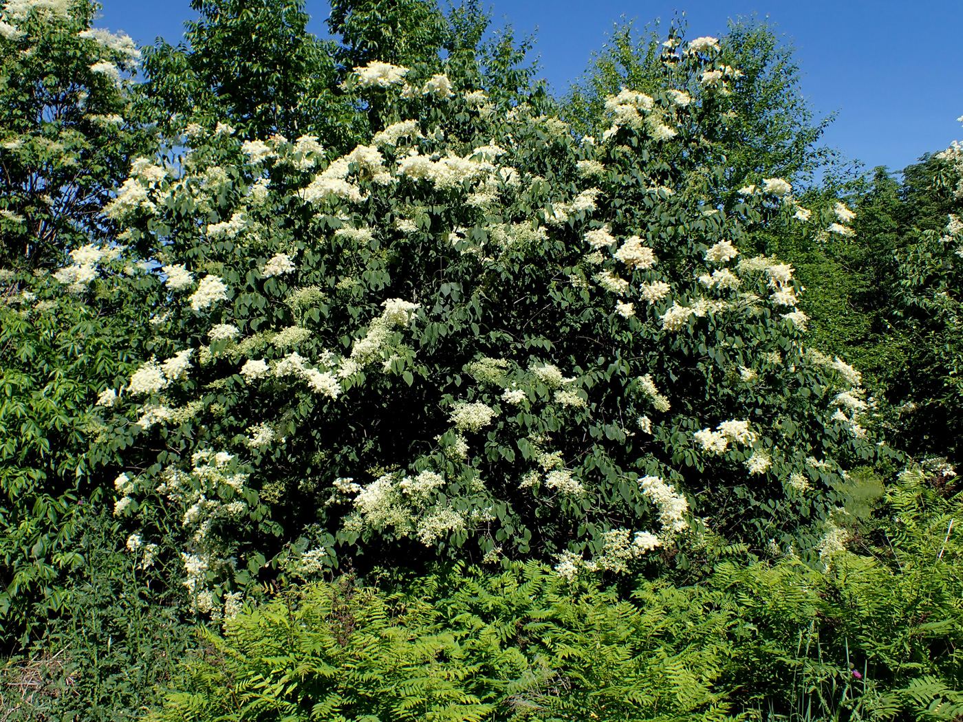 Изображение особи Syringa amurensis.