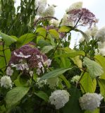 Hydrangea aspera subspecies sargentiana. Часть кроны цветущего растения (сорт 'Gold Rush'). Тульская обл., Венёвский р-н, в культуре. 14.08.2026.