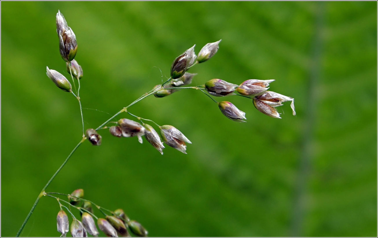 Изображение особи Hierochloe odorata.