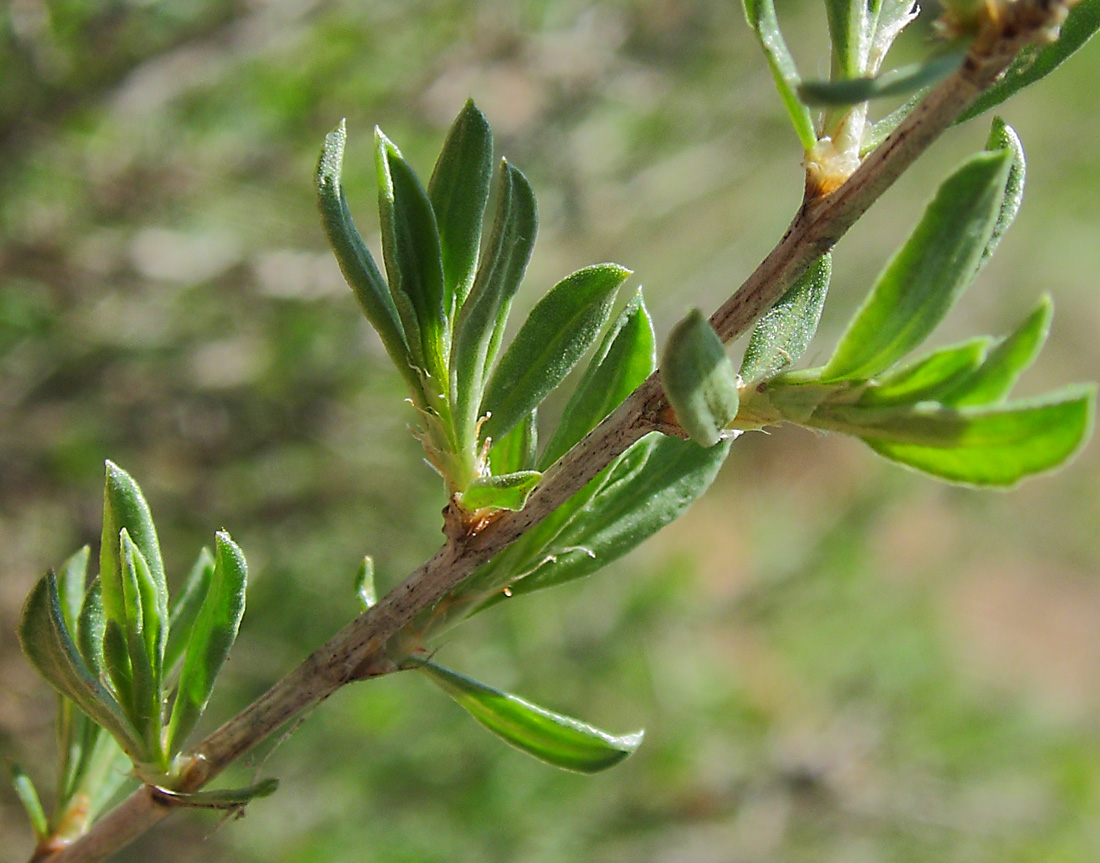 Изображение особи Atraphaxis frutescens.