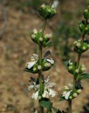Phlomoides septentrionalis. Часть соцветия. Казахстан, Джамбульская обл., южнее оз. Балхаш. 13.05.2011.