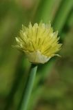 Allium kaufmannii