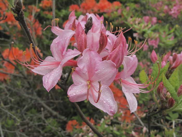 Изображение особи Rhododendron viscosum.