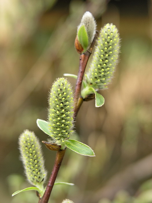 Изображение особи Salix phylicifolia.