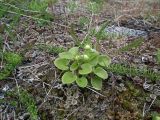 Parnassia palustris