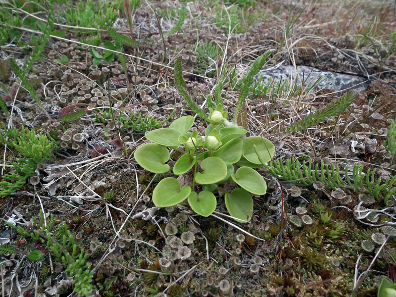 Изображение особи Parnassia palustris.